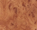 Корень вяза ГЛЯНЕЦ №67Г